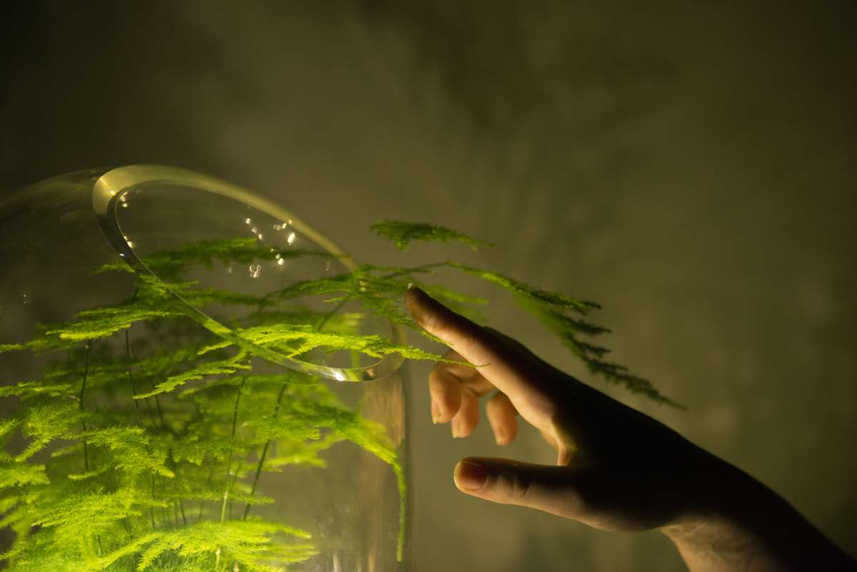 Living Light by Ermi van Oers is powered by plants